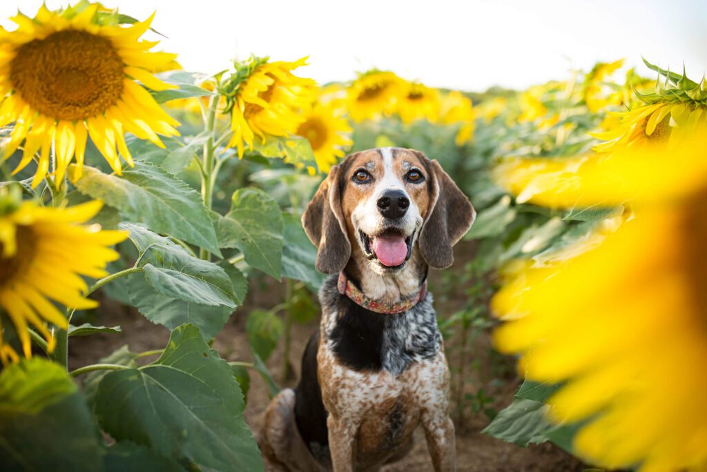 Dog Among Sunflowers