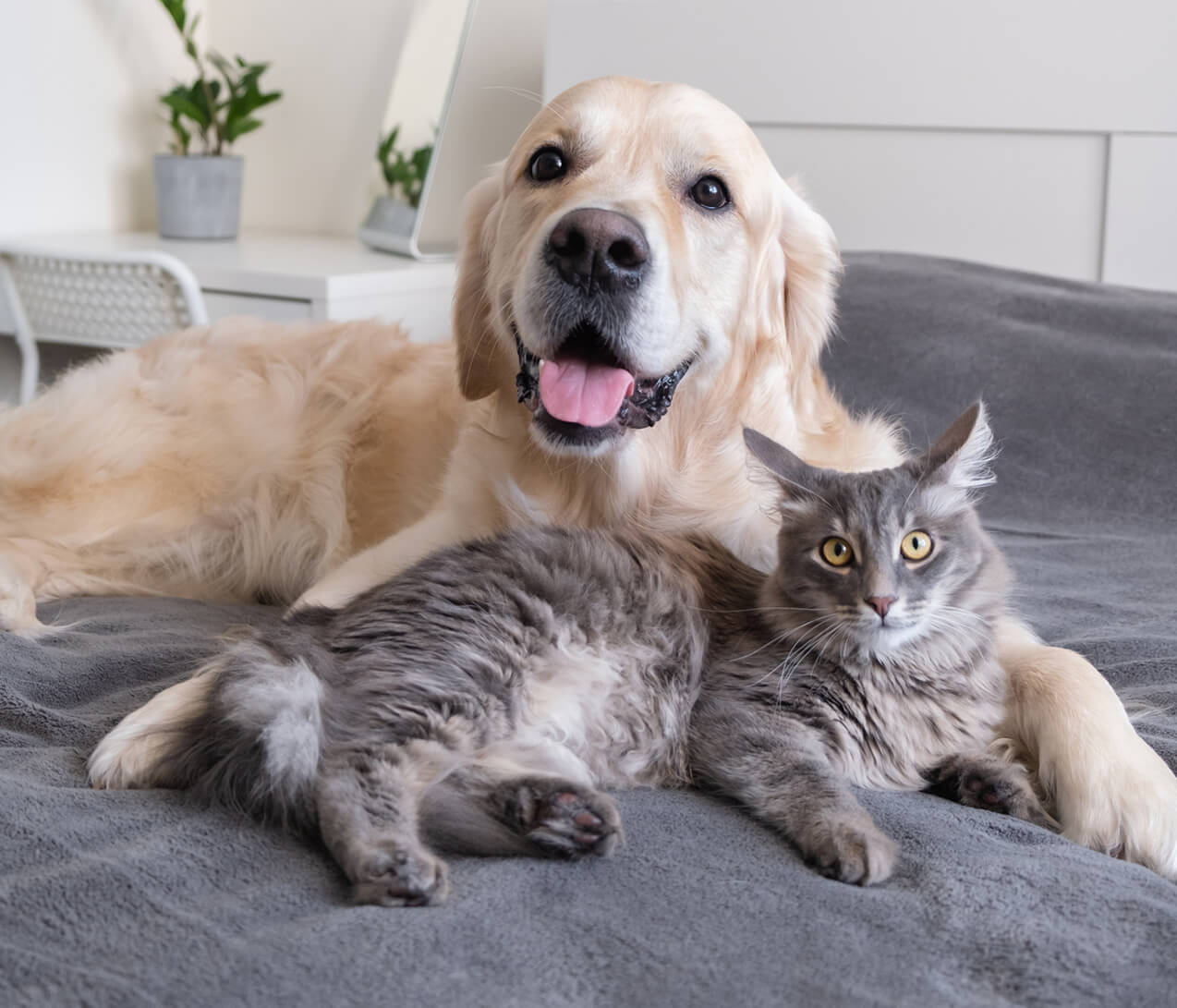 cat and dog laying on a bed