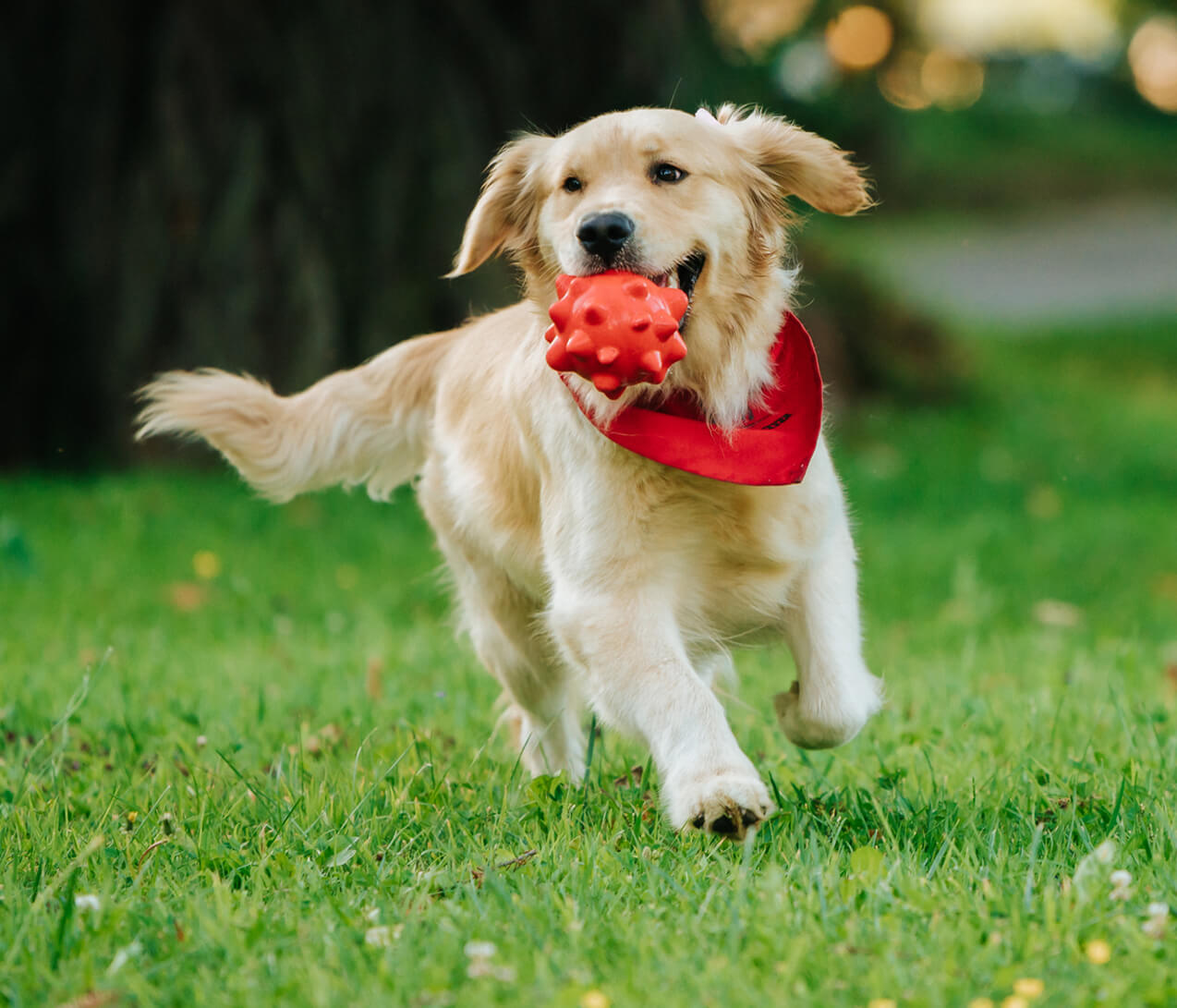 Golden Retriever With Toy