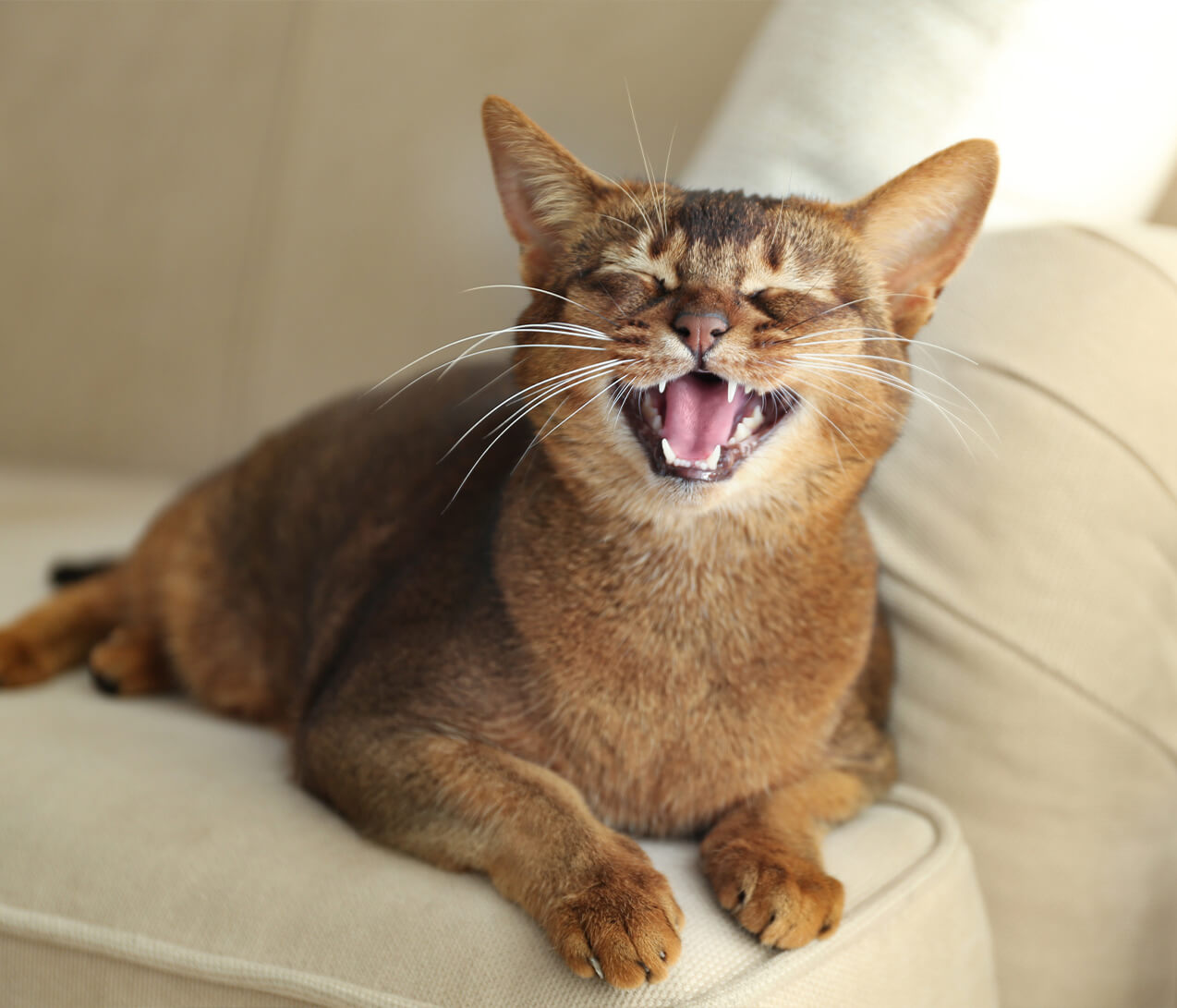 Happy Brown Cat On Sofa