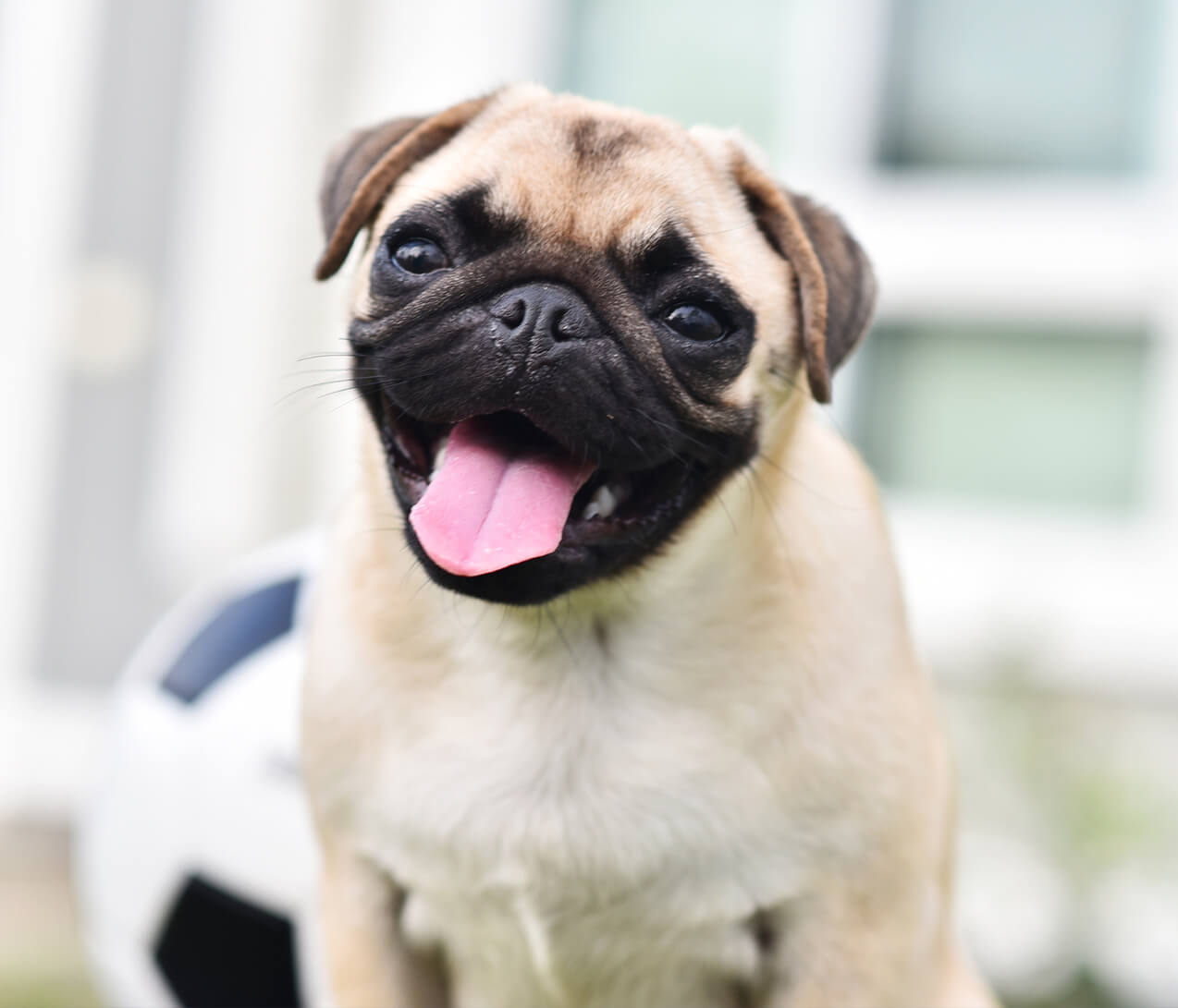 Smiling Pug