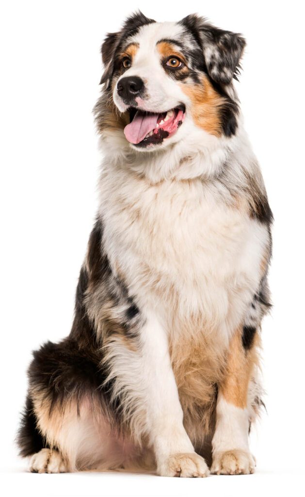 Veterinarian in Fogelsville, PA Sunflower Veterinary Center