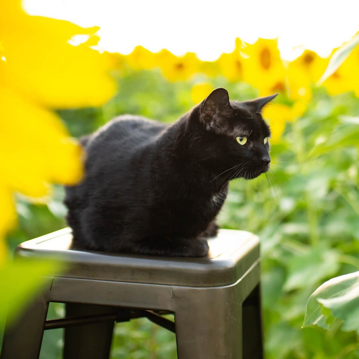 Black Cat On Stool