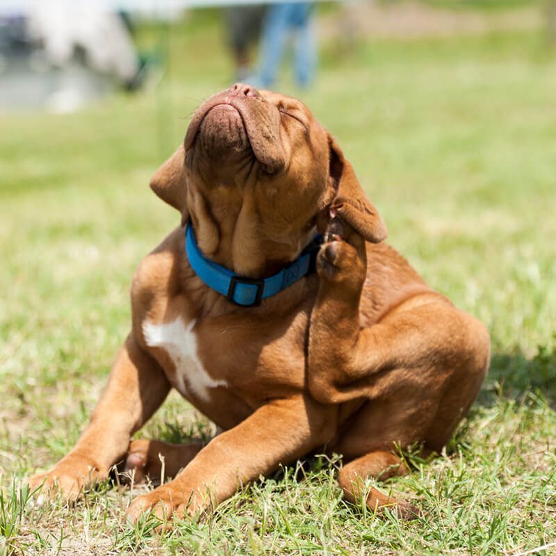 a dog scratching their ear with their left hind leg while sitting in the grass