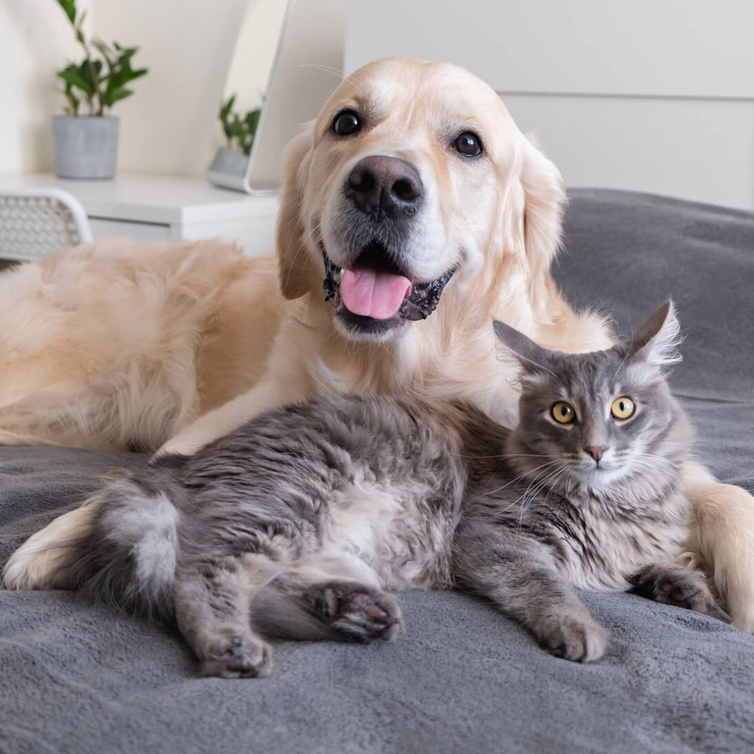 cat and dog laying on a bed