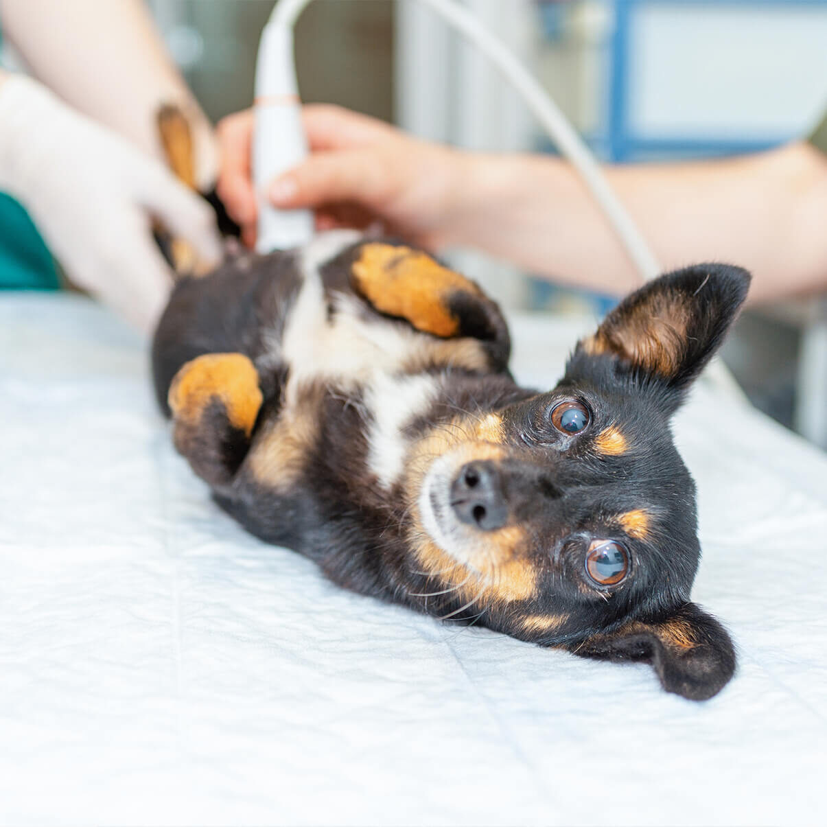 a dog receiving ultrasound