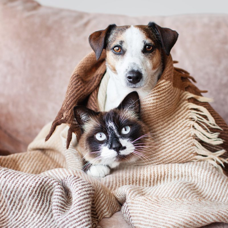 a cat and dog wrapped in a blanket on a couch