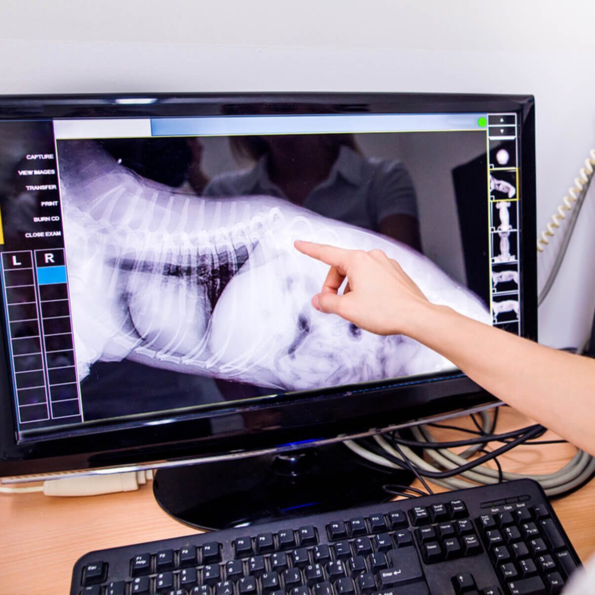 a veterinarian looking at an animal x-ray