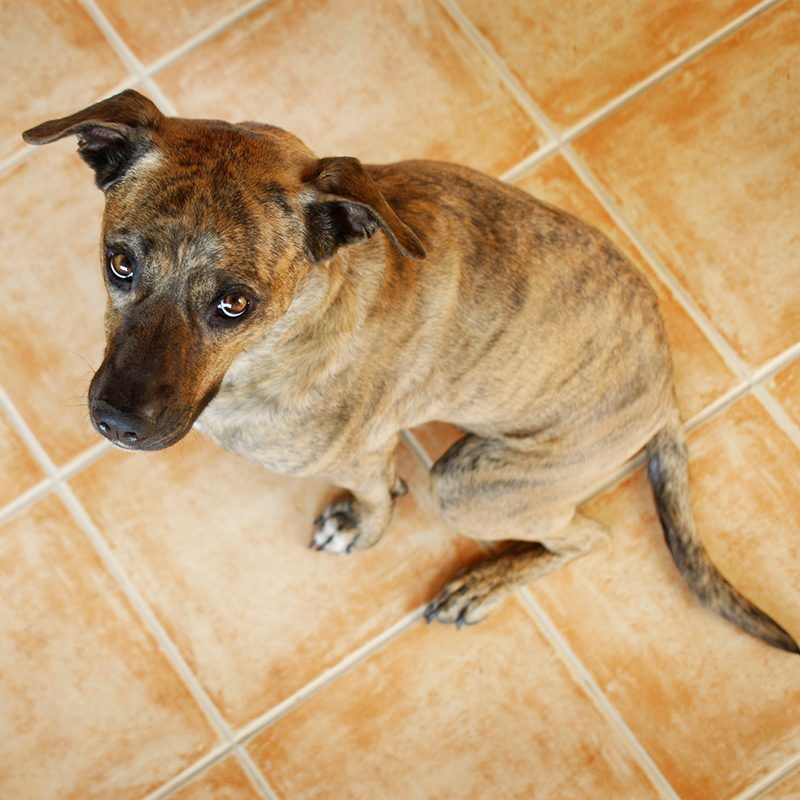 a dog sitting on a tile floor looking up