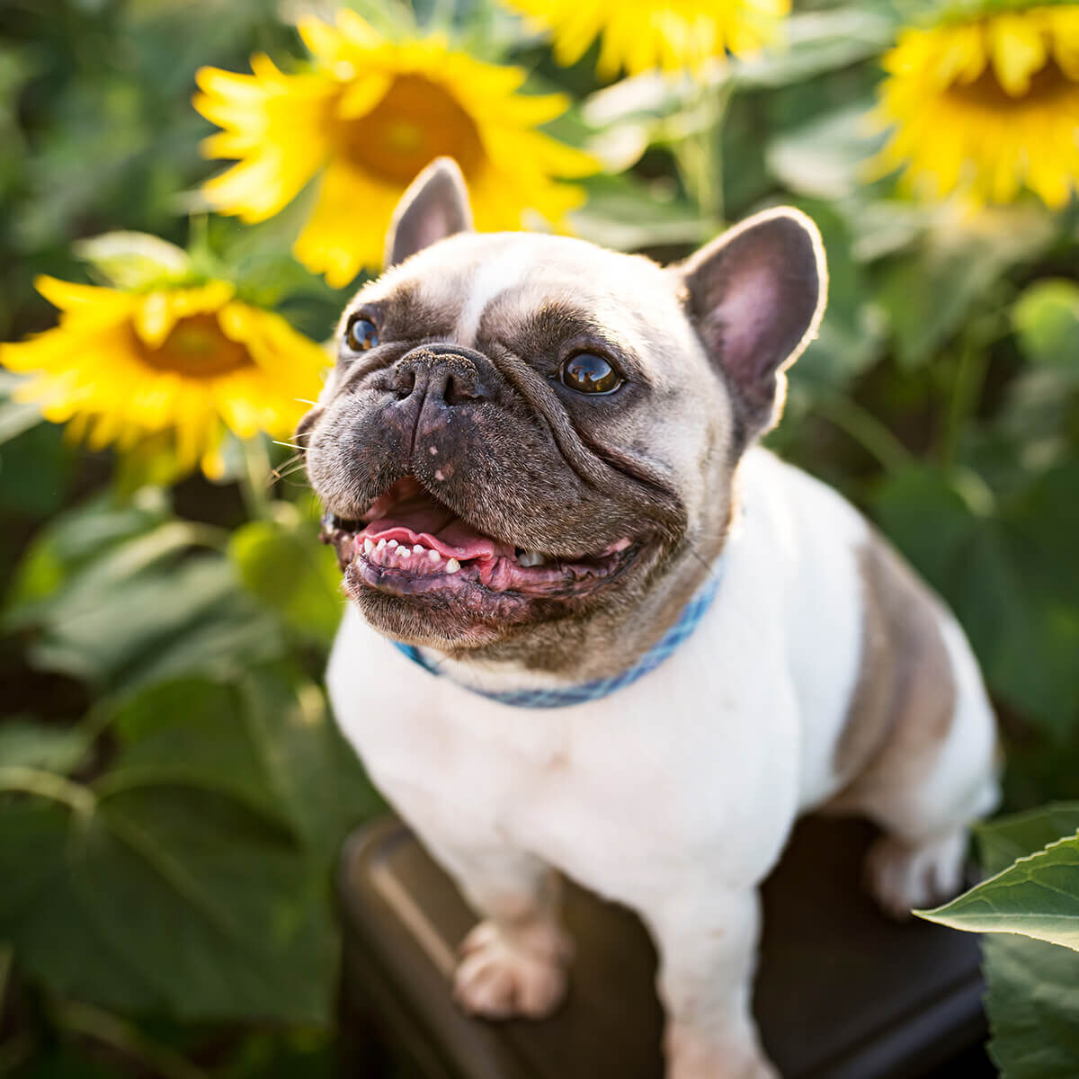 a french bulldog sitting on a chair in a sunflower field