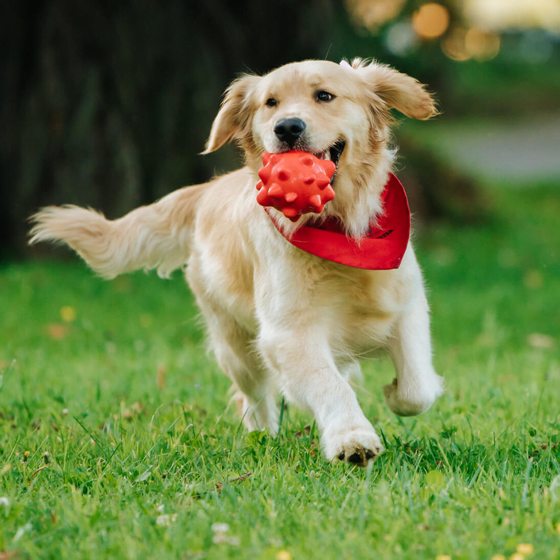 Golden Retriever With Toy