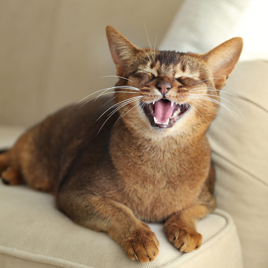 Happy Brown Cat On Sofa