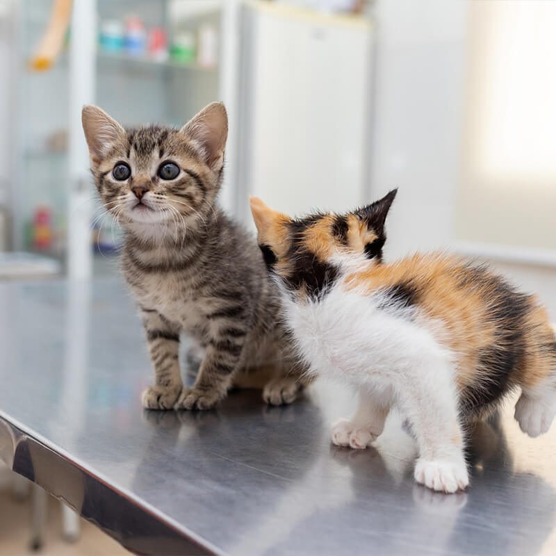 Kittens On Exam Table