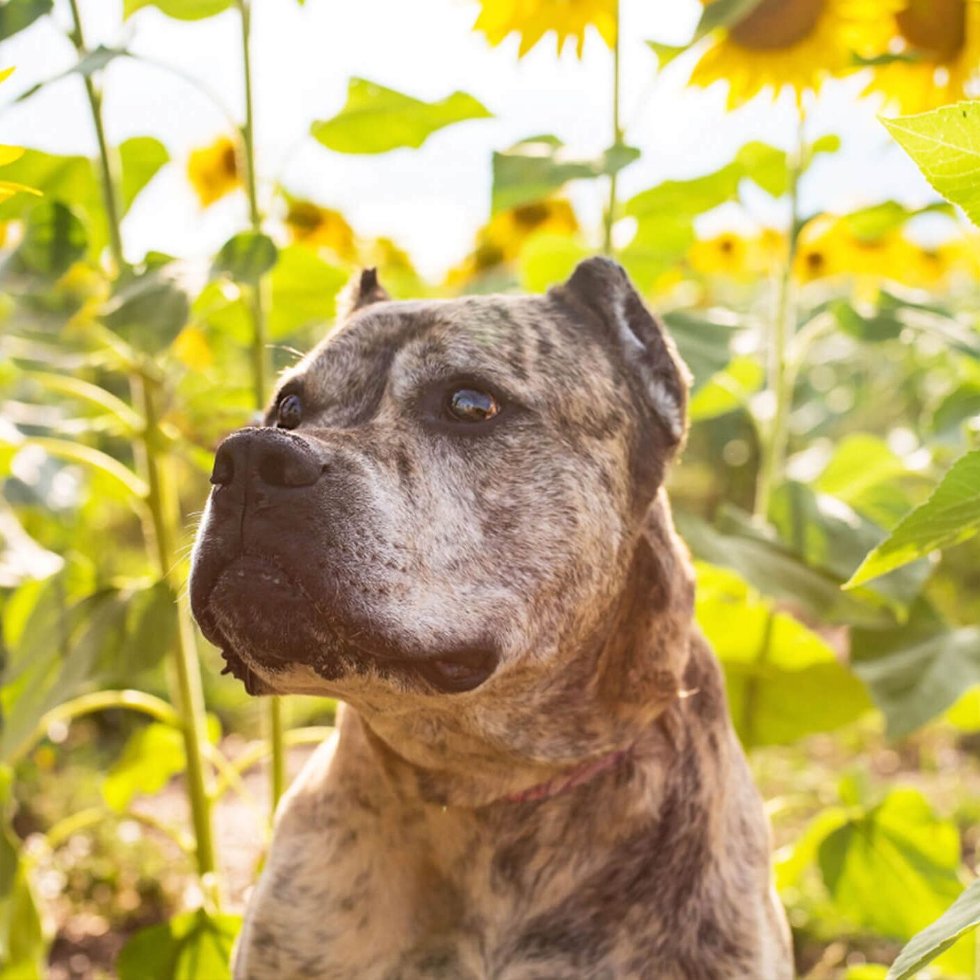 pitbull in a sunflower field