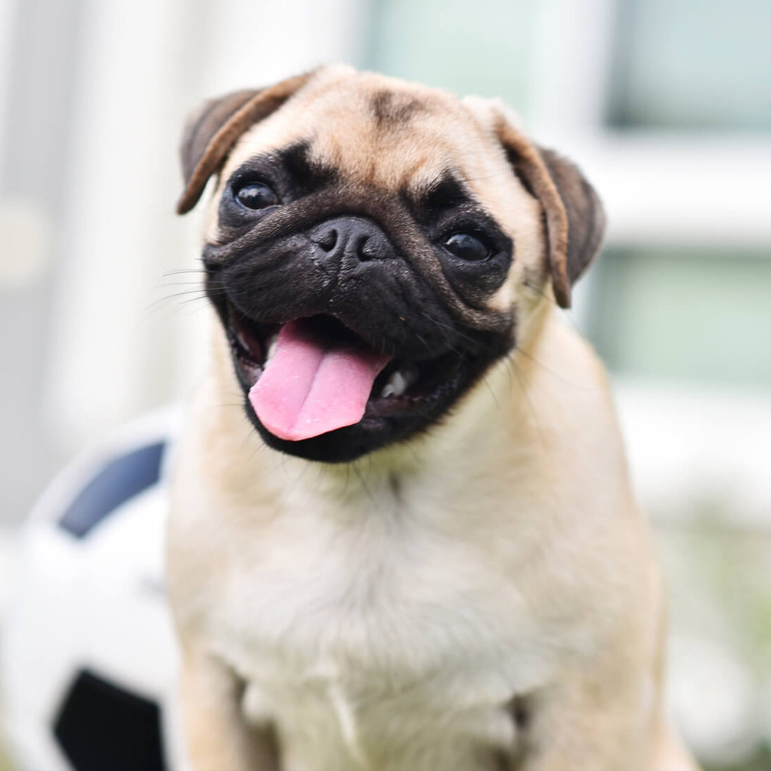 Smiling Pug