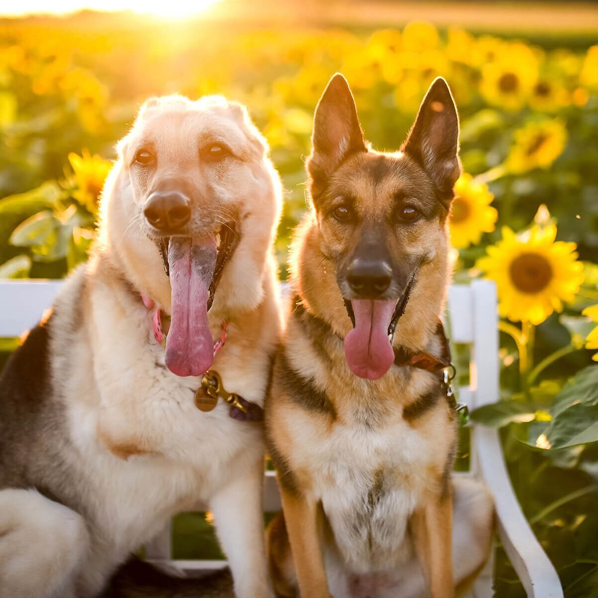 Two Dogs On Bench