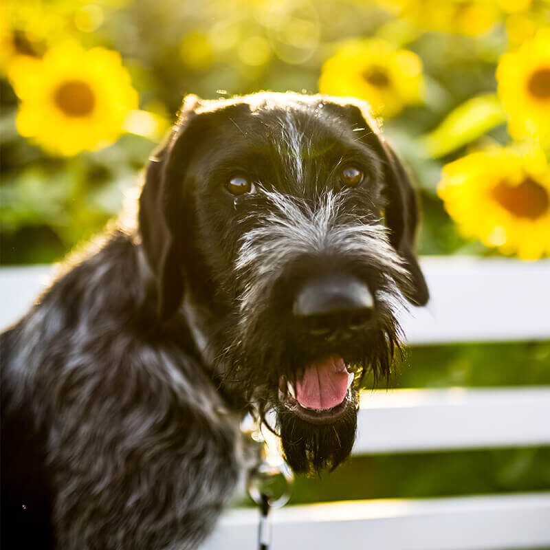 a dog standing next to a sunflower field